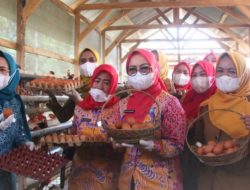 TP-PKK Lampung Utara Tinjau Peternakan Ayam Petelur, Dorong Kemandirian UMKM Lokal